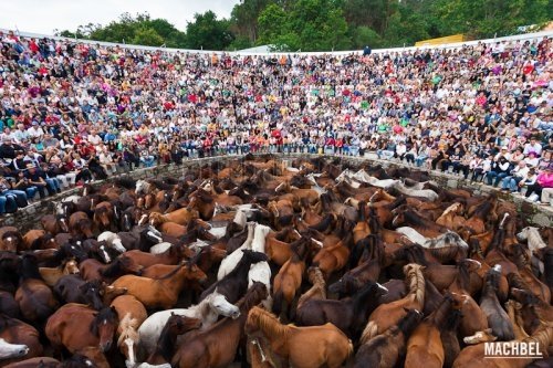 Galíciai ünnepek: la rapa das bestas